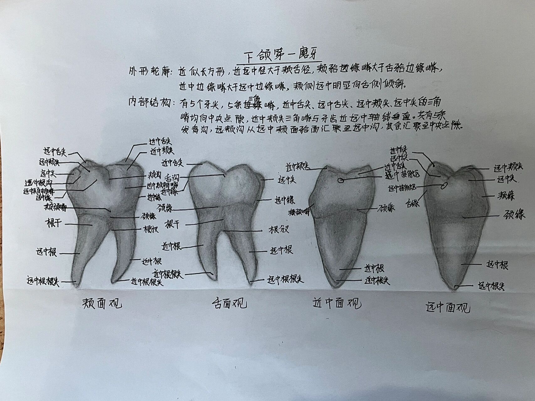 牙齿形态解剖图素描图片