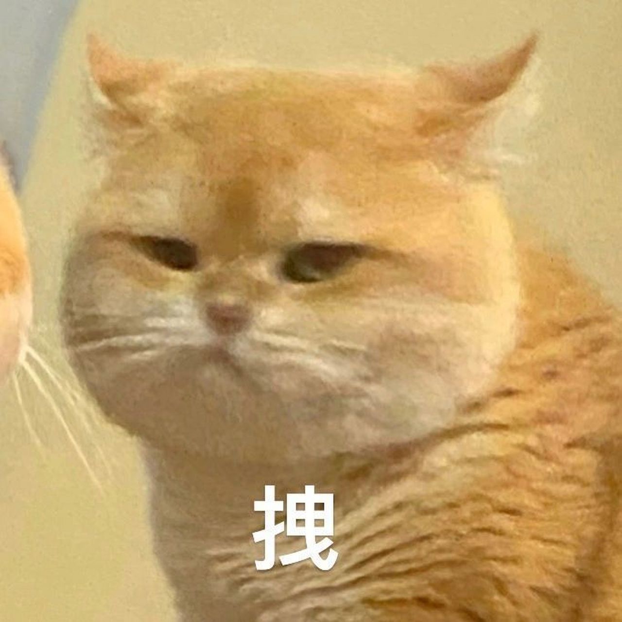 18图修猫表情包攻击!   #文案# #朋友圈文案# #情感