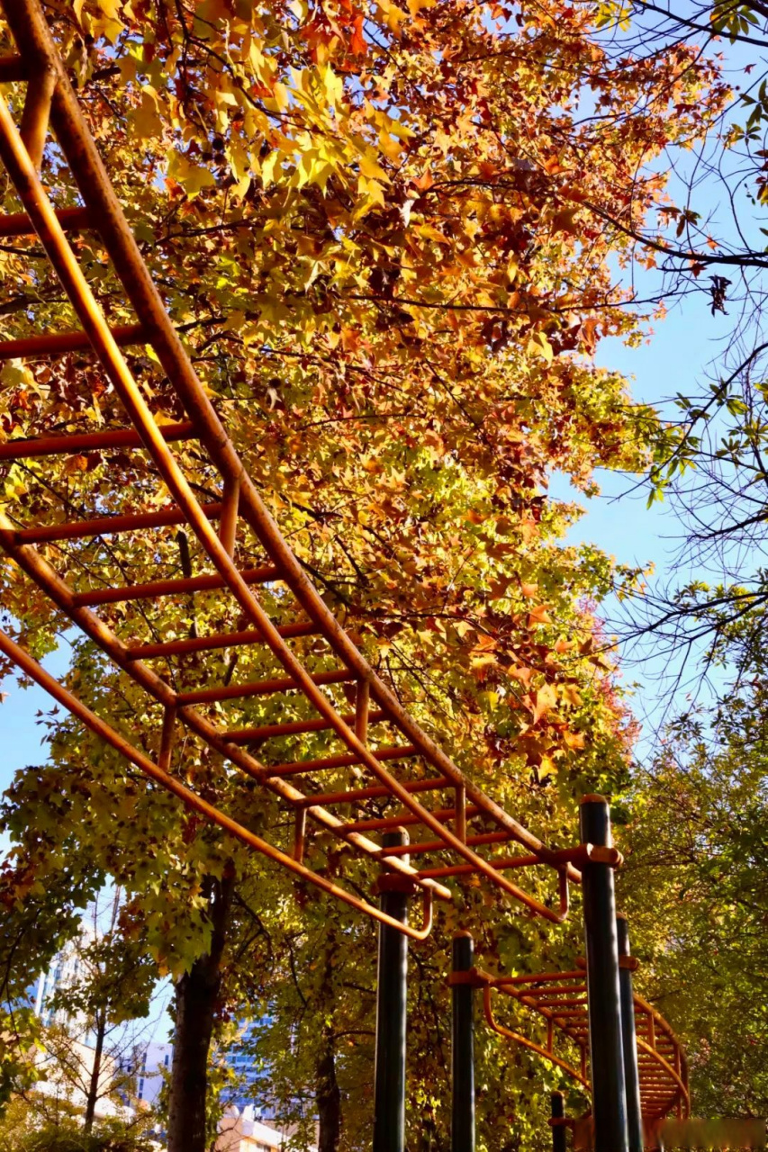 浙传事儿#  【浙传的秋日美图第一弹来啦~】秋意渐浓,一叶知秋.