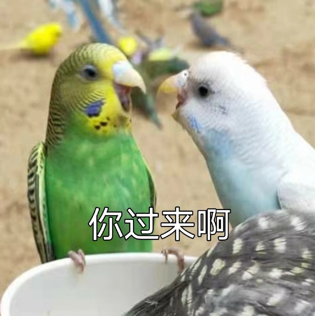 小鹦鹉表情包