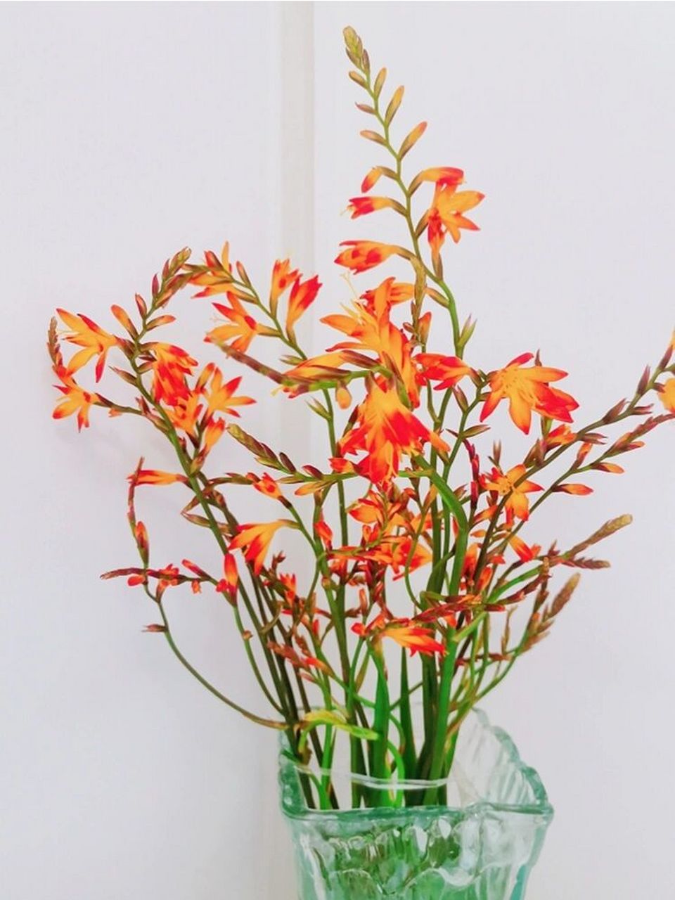 中式插花必不可少的火焰兰  火焰兰独特的橙色,穗状