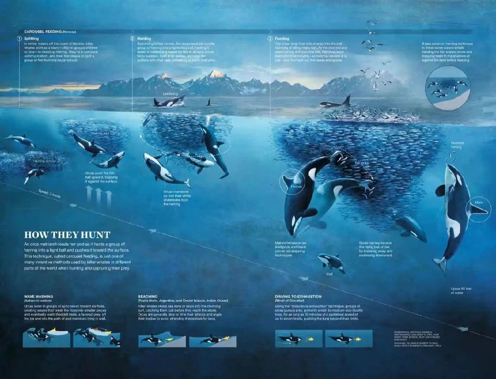 自古黑白出萌物～细说虎鲸 图3 上至下 居留虎鲸/过客虎鲸/离岸虎鲸