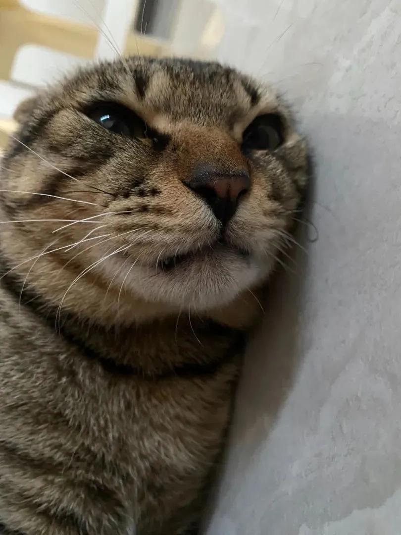 打碎茶具的案发现场,发现嫌疑猫一只,它躺地上躬着身体,耳朵往后缩成