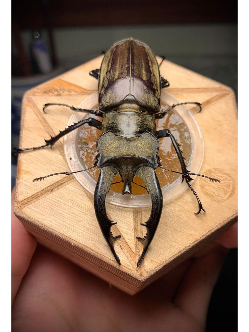 藏深山锹甲～ 大个体的指名亚种,产于四川凉山～[偷笑]#昆虫# #锹甲