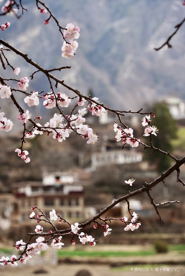 中路藏寨|漫山遍野的梨花和桃花,又是最美的季节