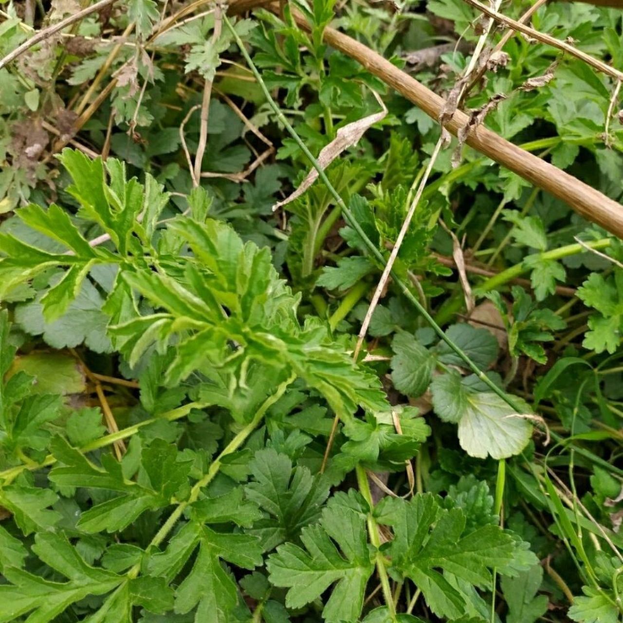 蓝布正的功效与作用 97益气健脾,补血养阴,润肺化痰 蓝布正为蔷薇科