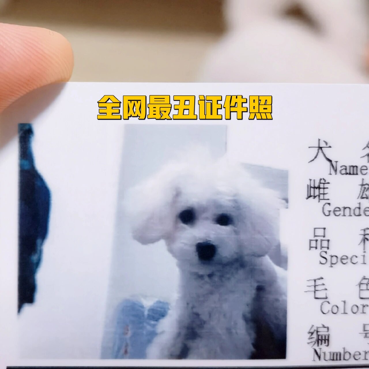 北京狗证攻略(全网最丑比熊证件照)