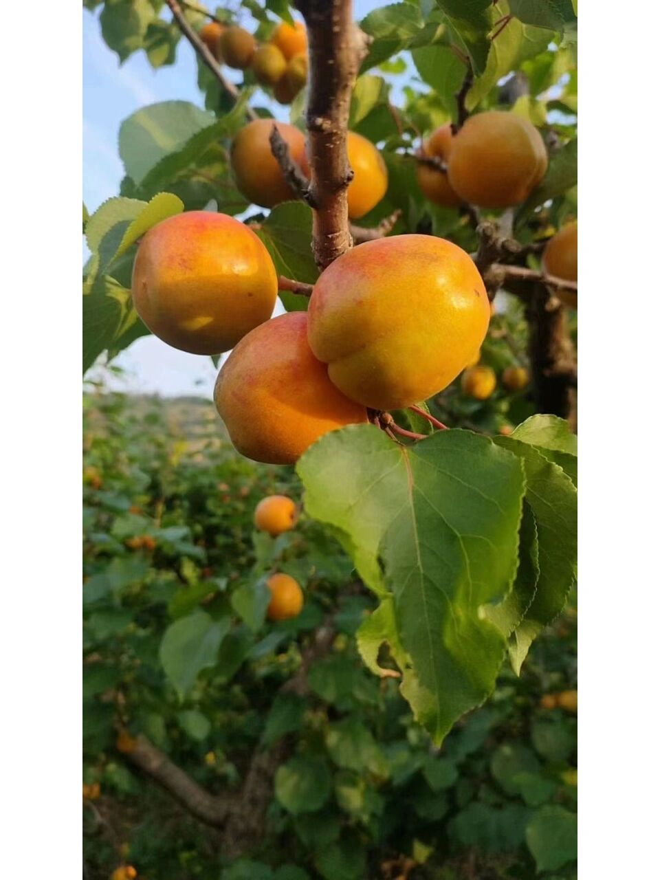 由于这里独特的地理位置,土壤条件,气候环境,造就了"北寨红杏"特有的