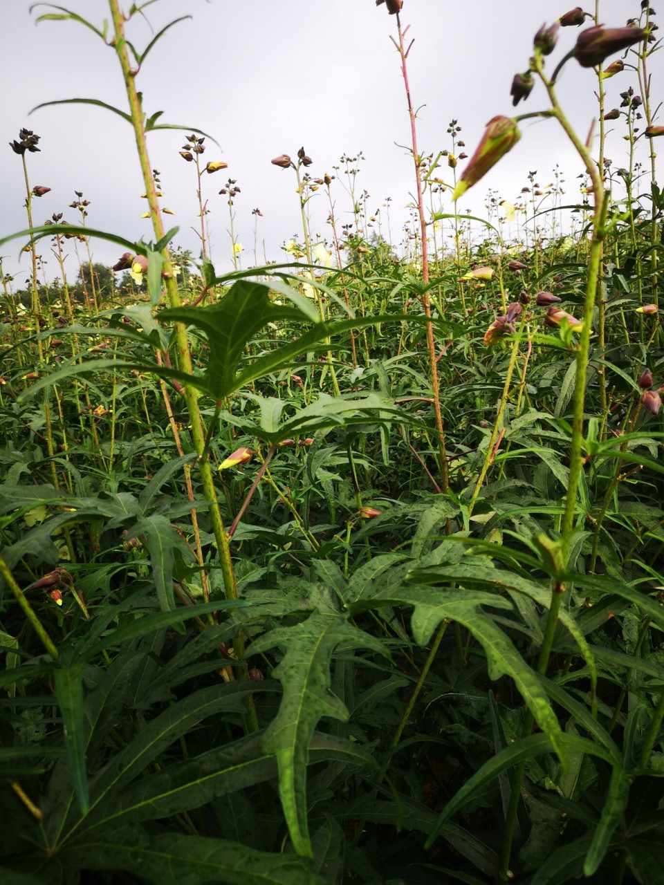 金花葵图片 药用价值图片