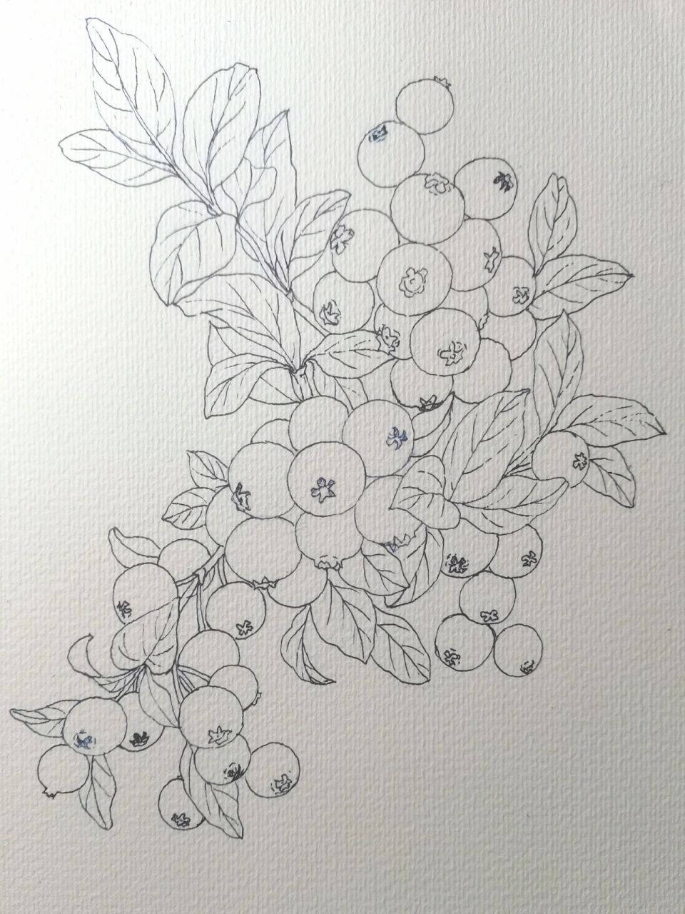 蓝莓线稿 明日上色