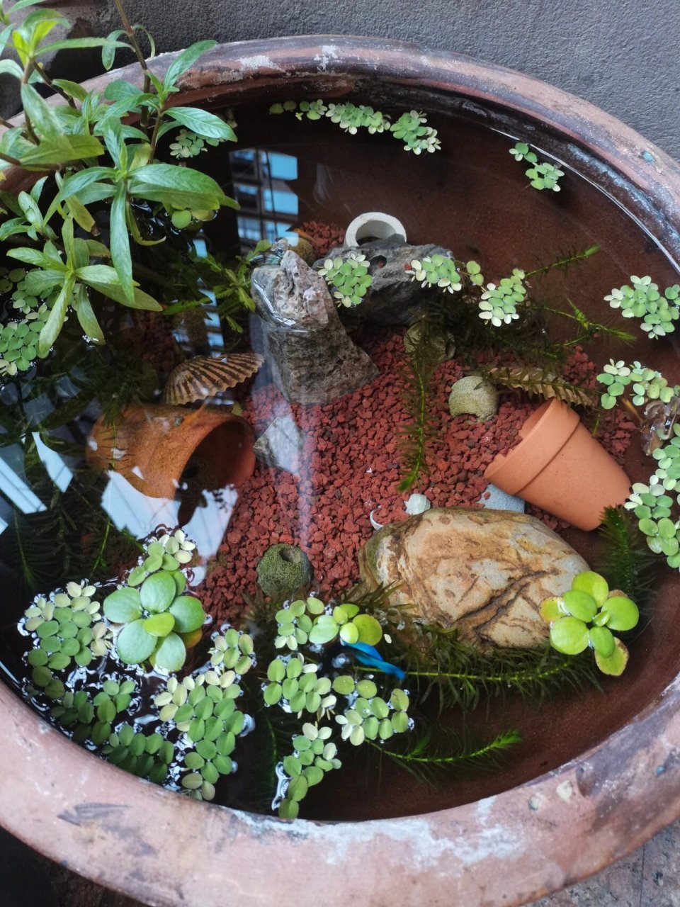 养鱼用火山石真清澈～ #古法养鱼##养龟