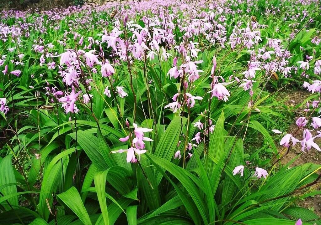 在不到5年内白及价格为何发生这么大的变化?白及低价还能持续多久?