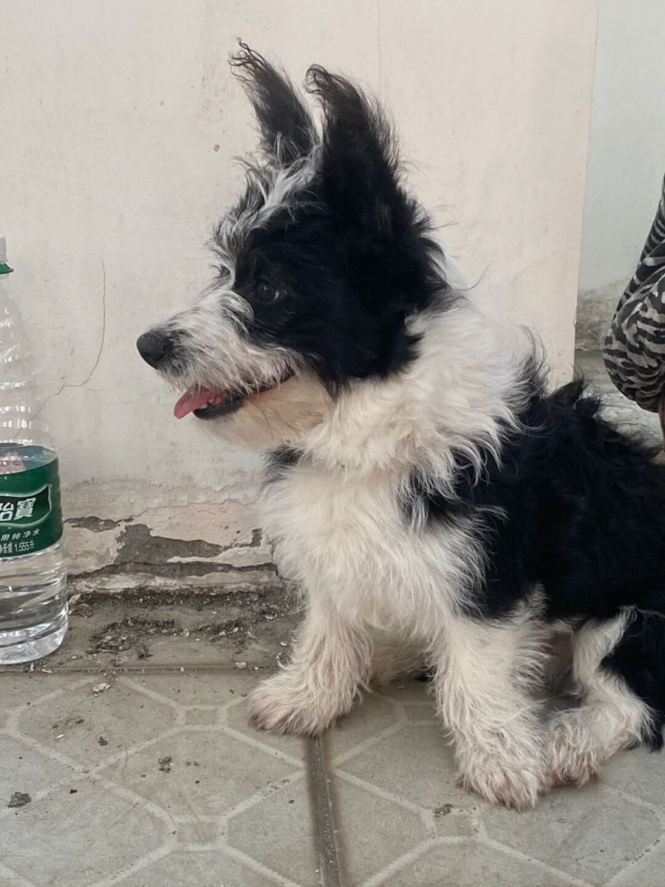 柯基比熊混血真的会爱 火锅少爷真是又潦草又帅