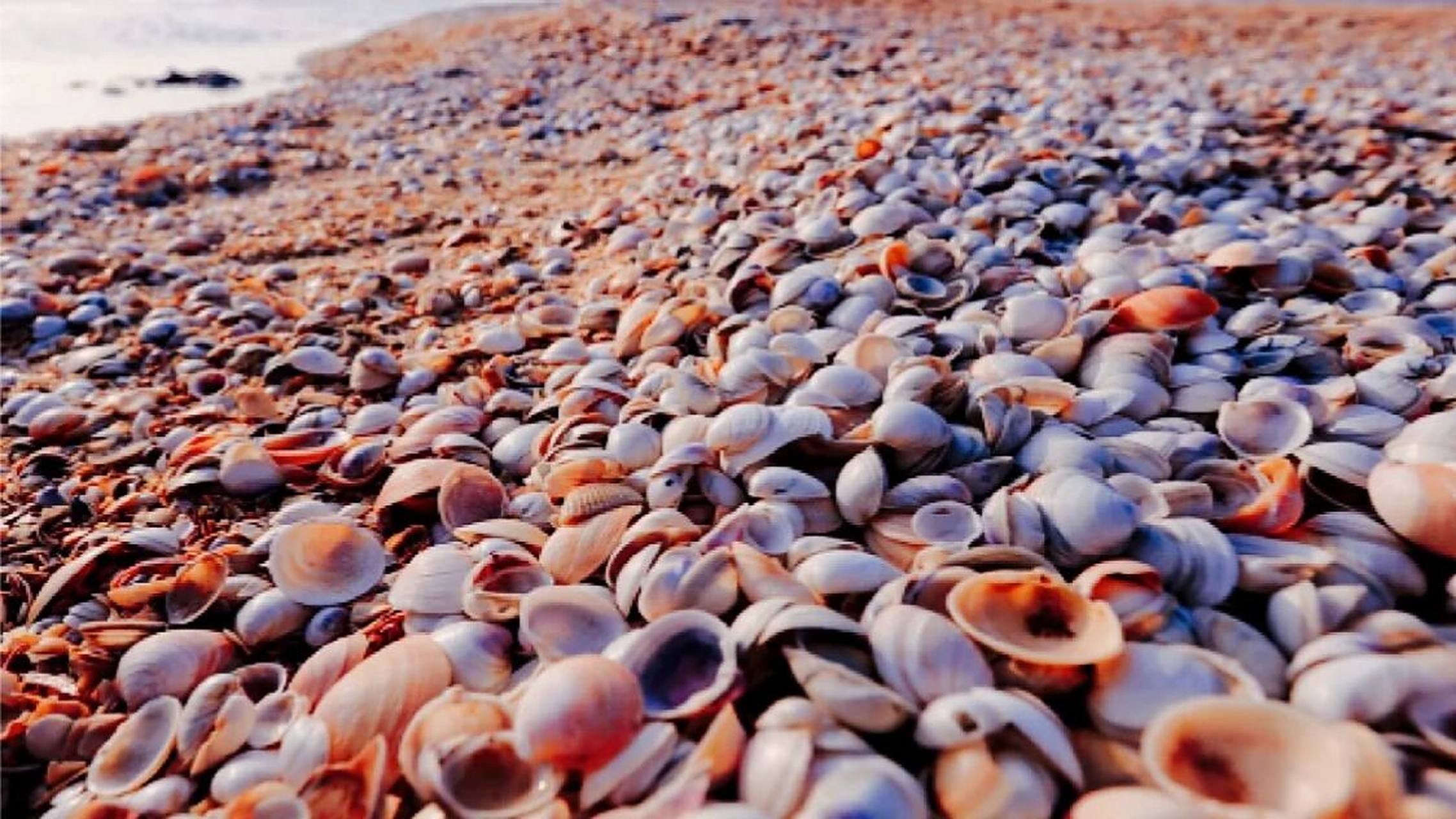 滨州有个世界三大贝岛之一的贝壳堤岛 其实滨州也是沿海城市呀!