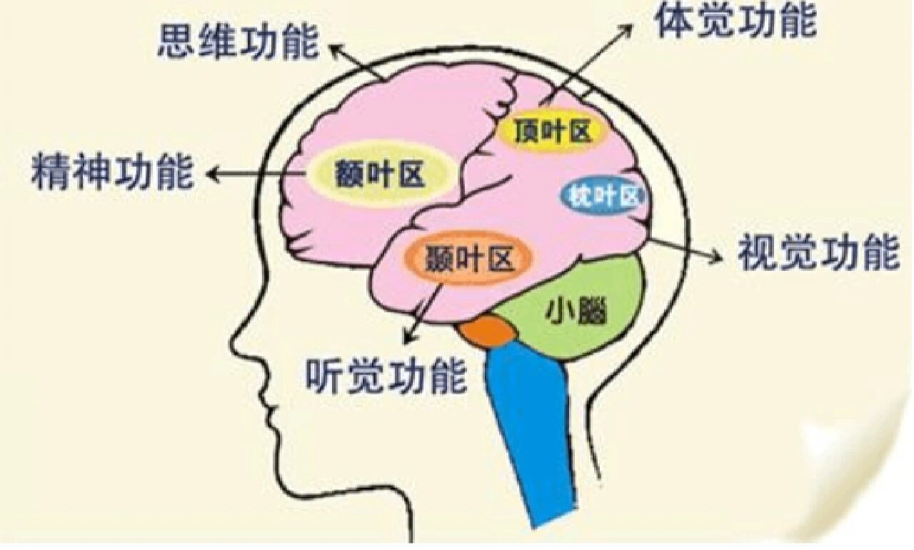 大脑各部分功能图片