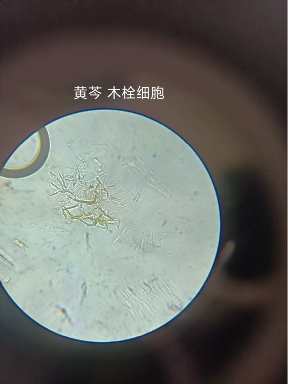 中药鉴定学(2)显微鉴别 黄芩 黄柏 黄连 黄芩粉末 黄柏粉末 黄连粉末