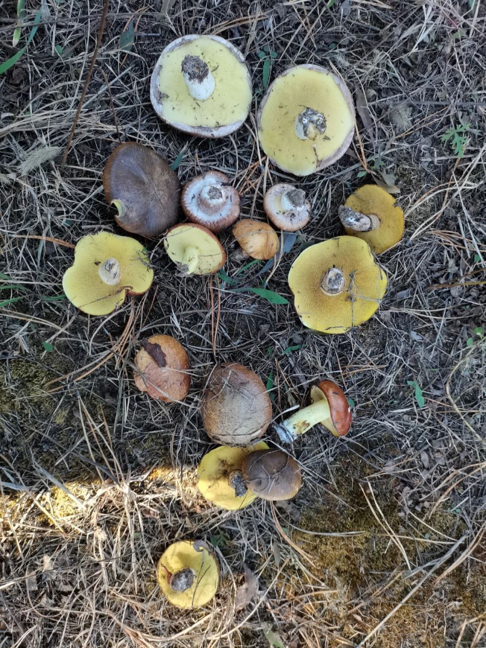 松树林里摘的蘑菇 谁认识这是什么蘑菇,能不能吃呀?