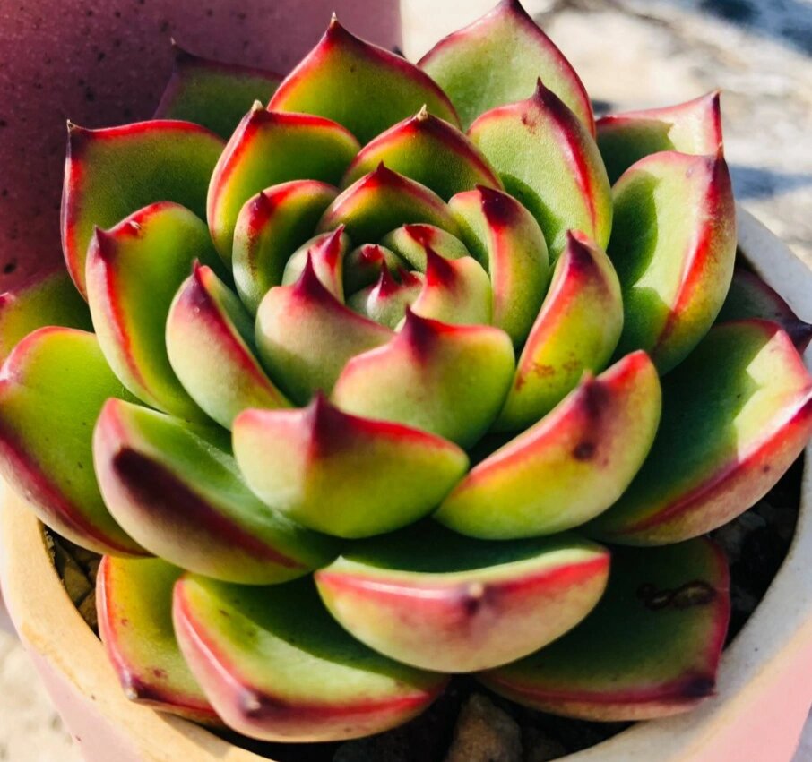 认识多肉第17天——月亮石 月亮石,景天科拟石莲属的多肉植物.