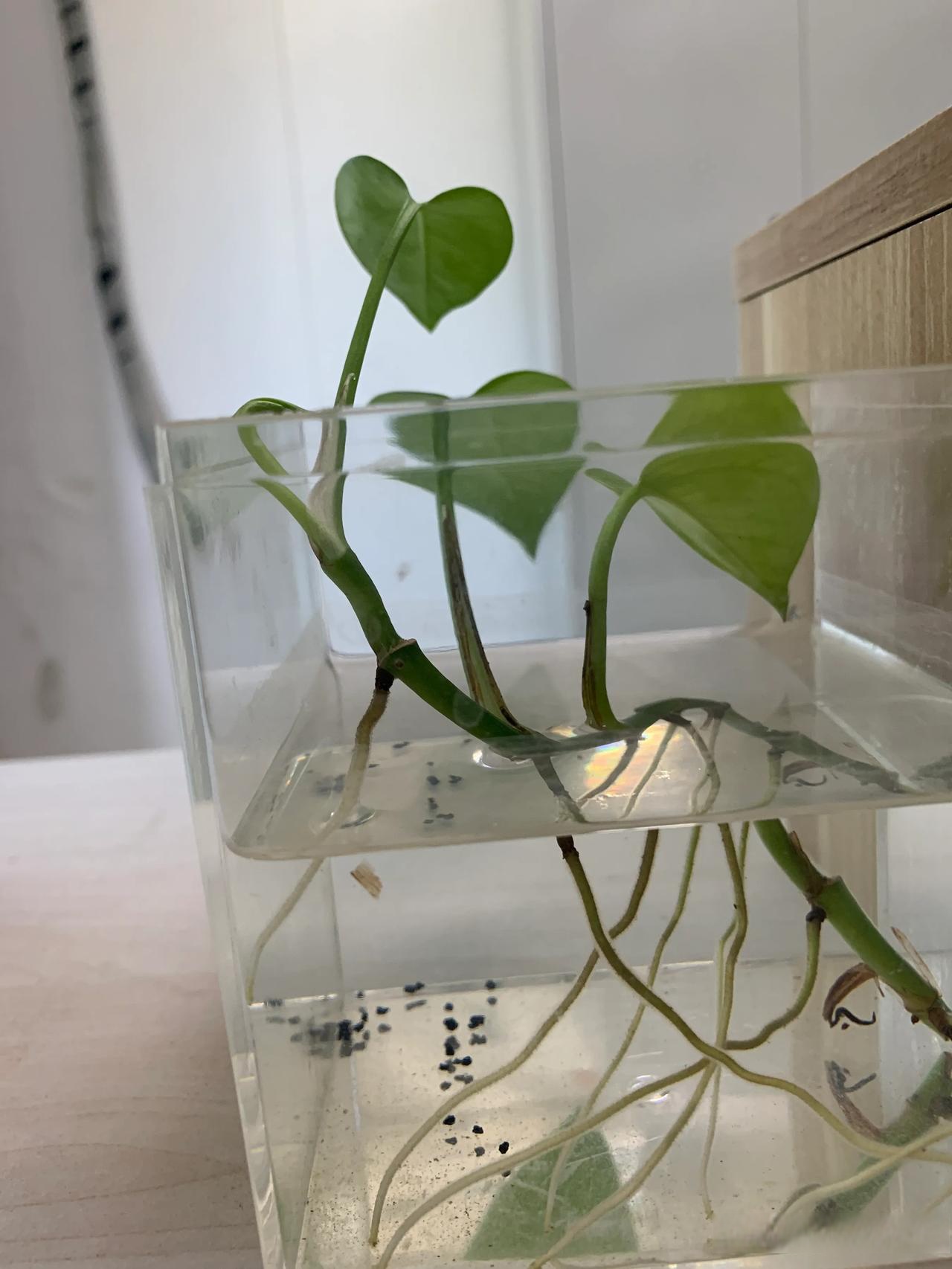 文竹快挂了,绿萝开始生根发芽了分享家里的绿植