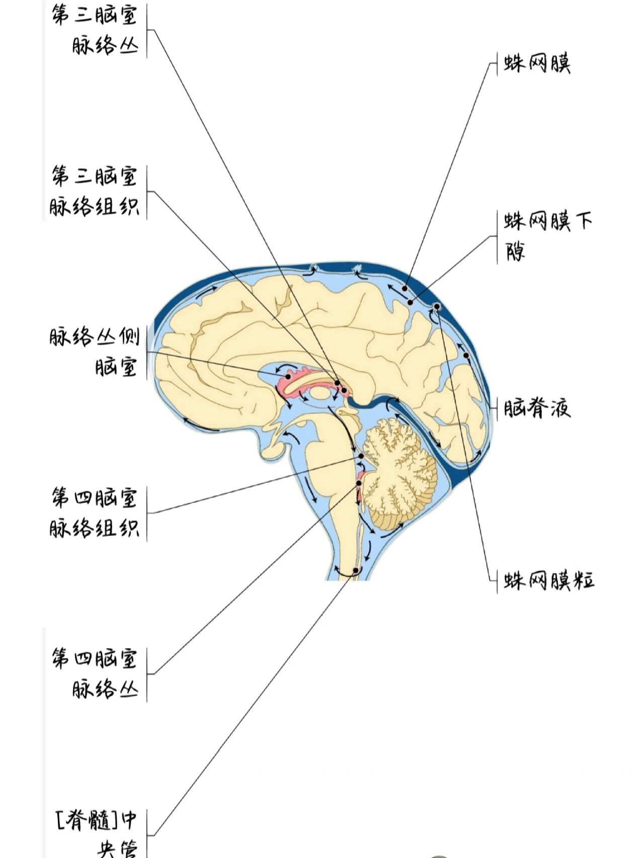 脑脊液循环知识点