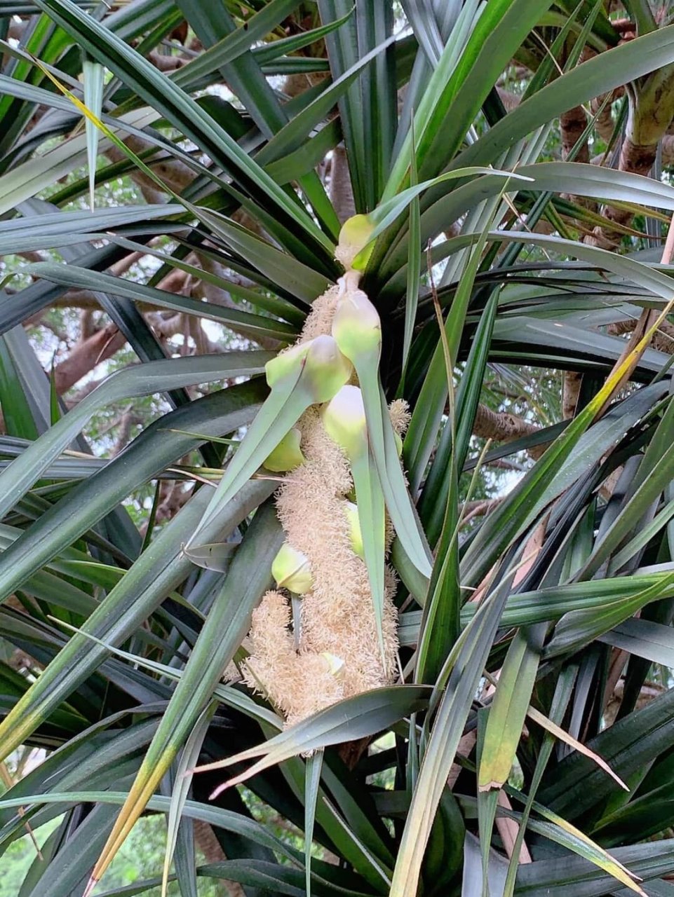 露兜树开花 露兜树是属于露兜树属的一种灌木或乔木,有600多个品种,就