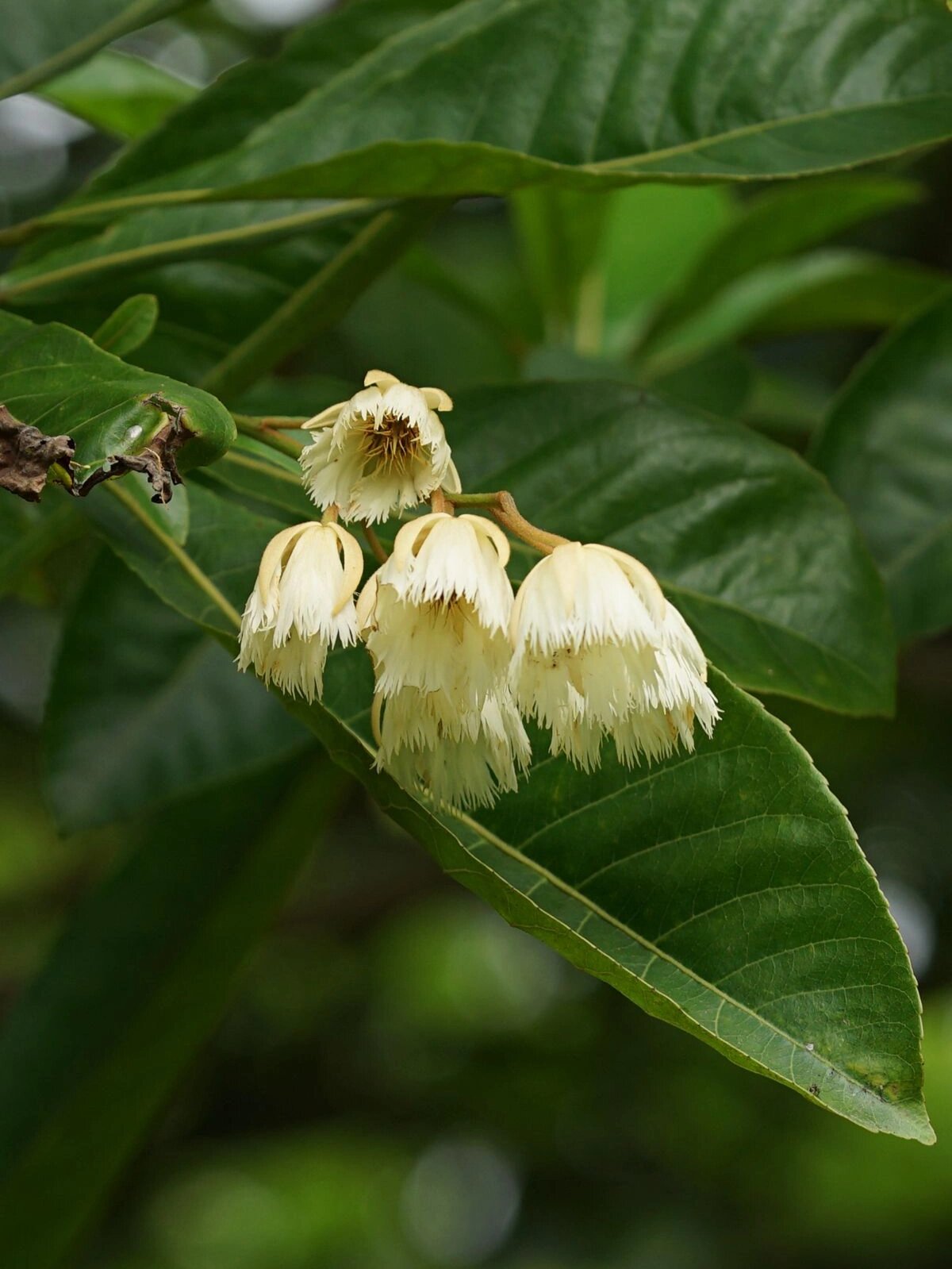 水石榕 水石榕 elaeocarpus hainanensis 杜英科杜英属小乔木