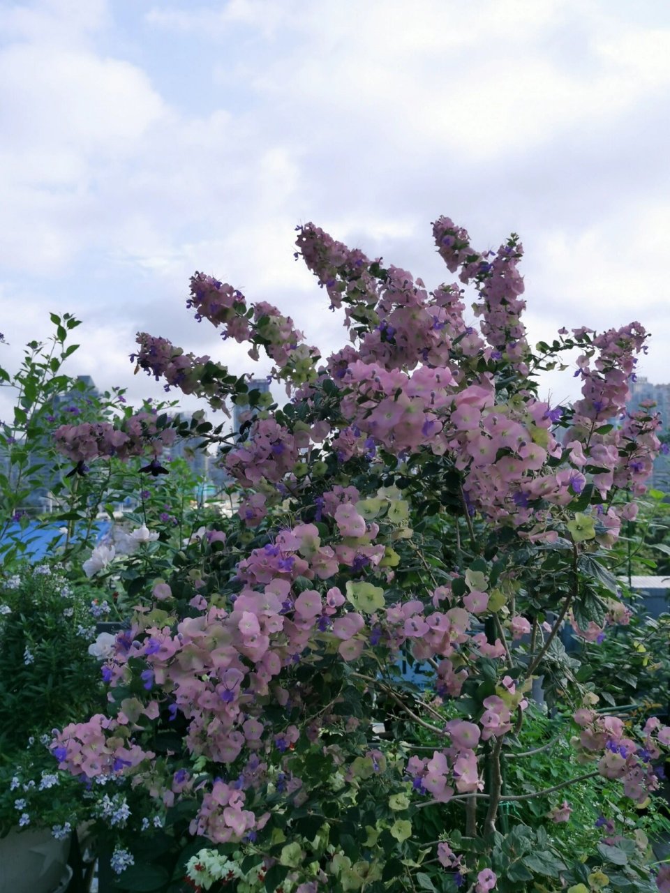 最适合10区种植,耐热耐晒,抗病,随便给点肥就行,懒人养护.