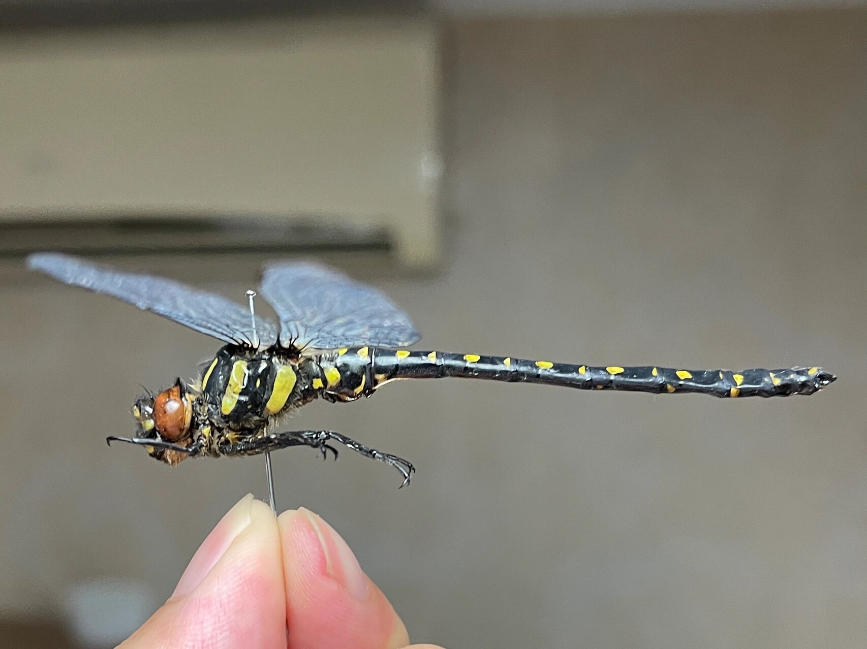 北京角臀大蜓 雄性 蜻蜓标本