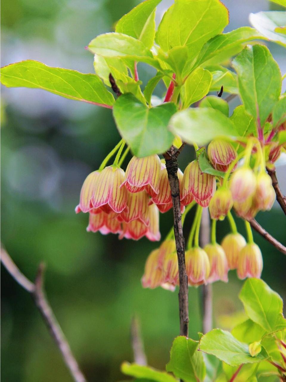 日本吊钟|可爱迷人 90日本吊钟(enkianthus perulatus),杜鹃花科