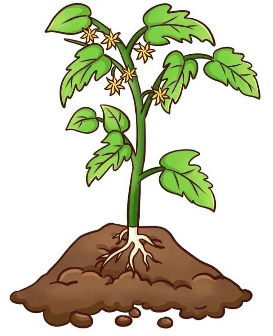 植物生长过程(西红柿) 植物生长过程(西红柿)