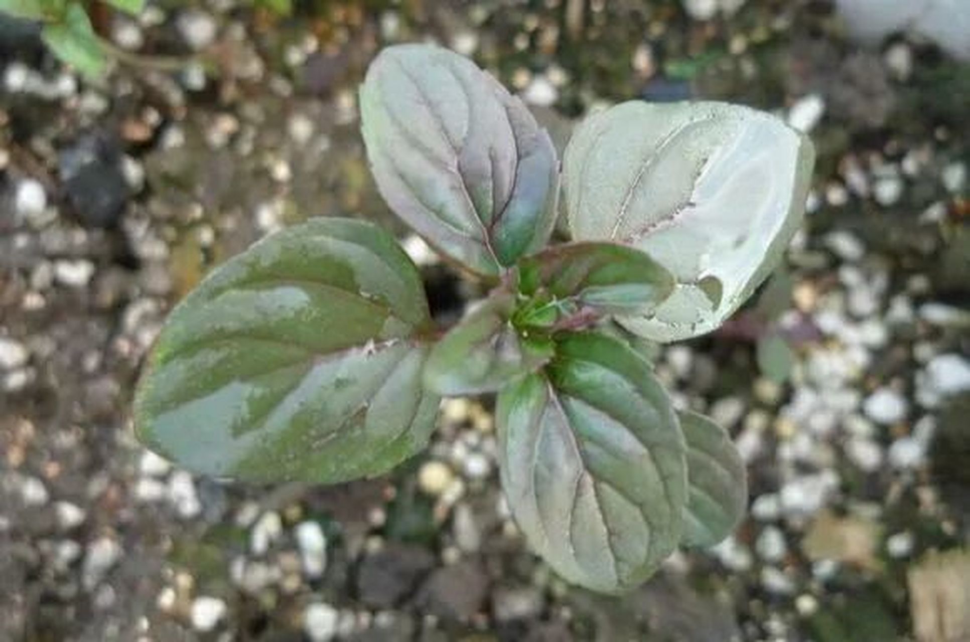 薄荷的种植养护及注意事项 薄荷是唇形科薄荷属多年生草本植物,作为