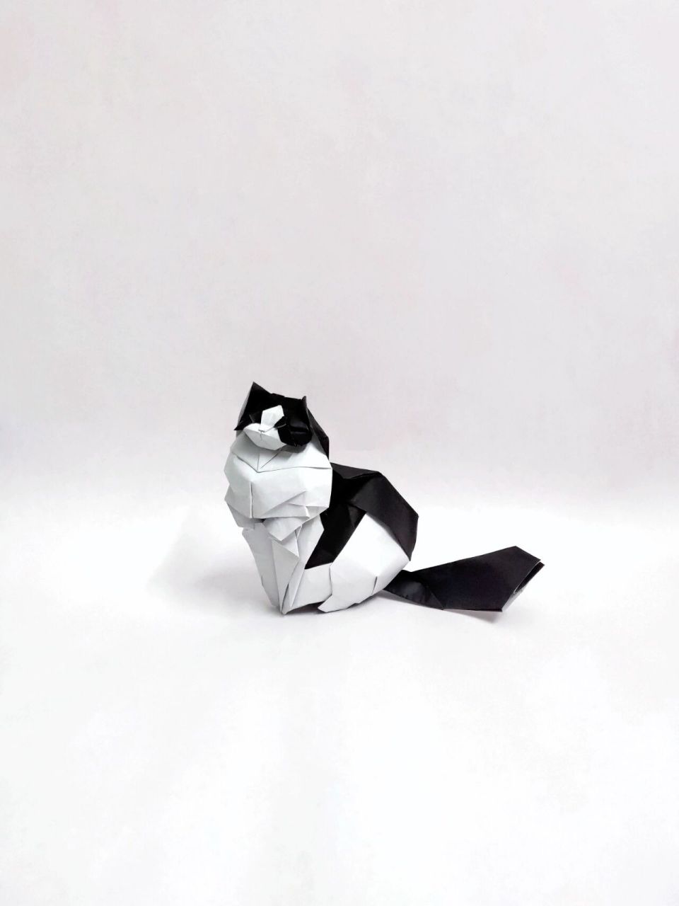 折纸设计_布偶猫       设计时间:2021年3月 用纸大小:40cm一纸乐