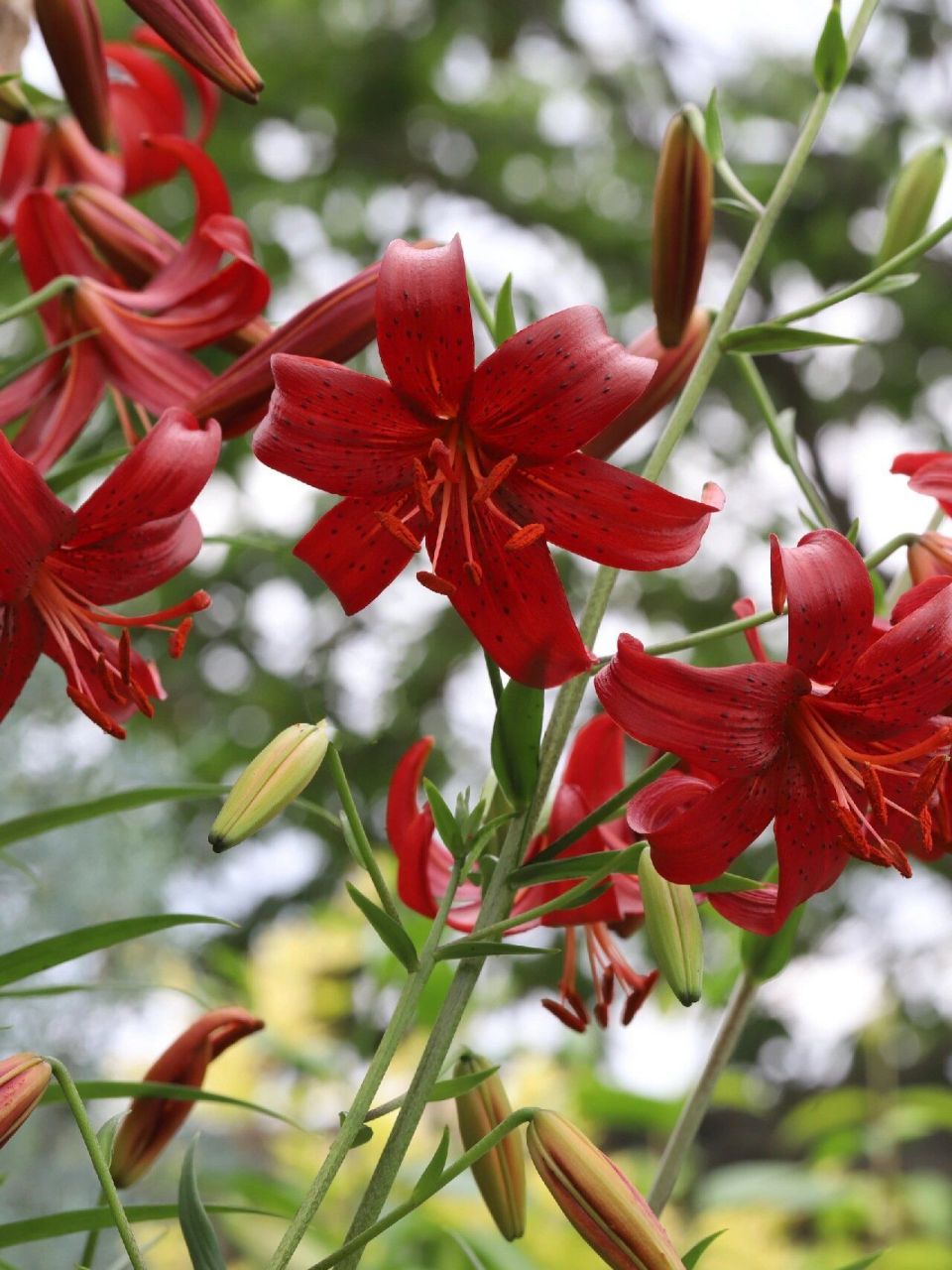 心目中最美的红色百合——红丝绒/红色天鹅绒 开花早