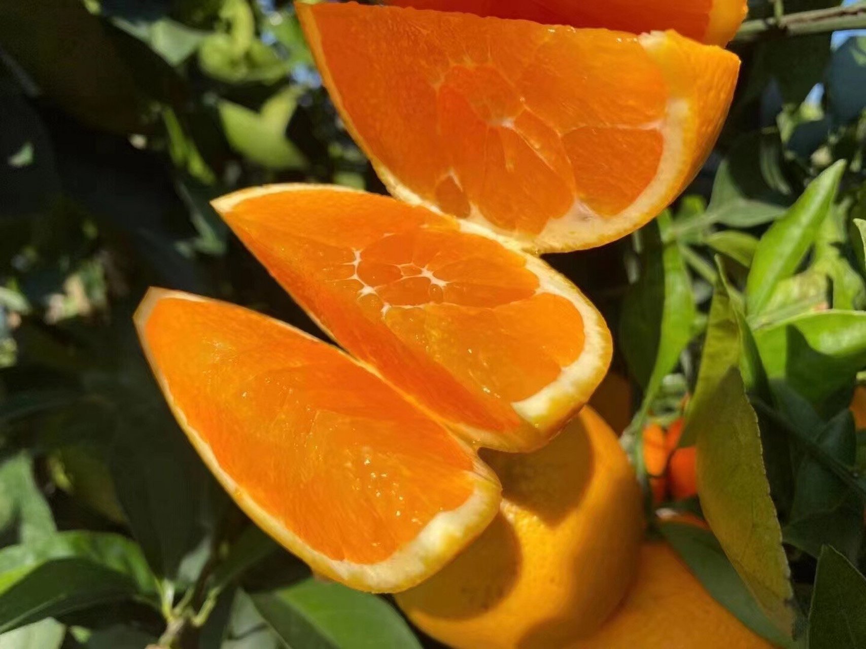 我是来自《中国脐橙之乡》湖北省宜昌市秭归县.