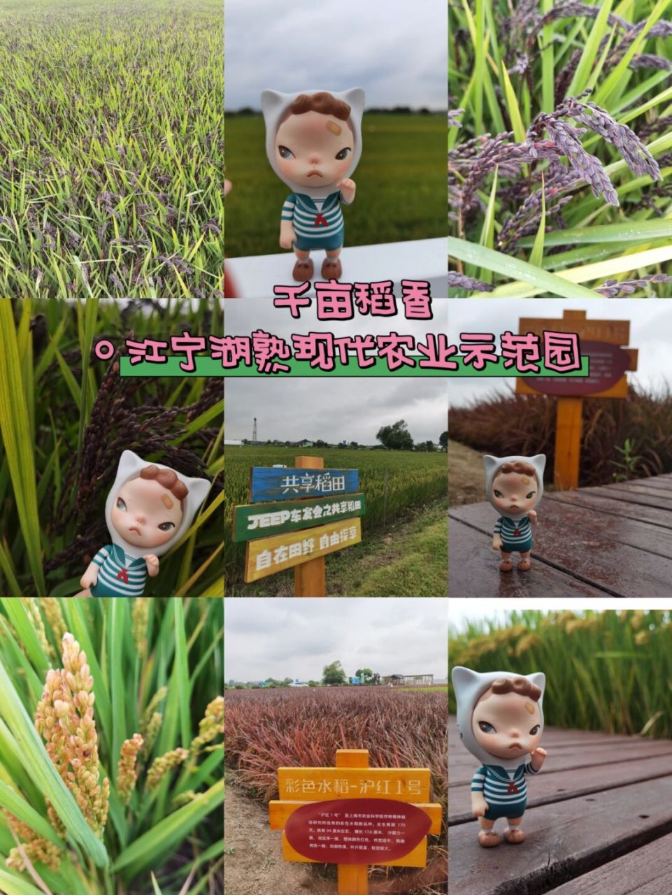 小众景点,千亩稻香～ 地点:江宁湖熟现代农业示范园 免费景点 特色