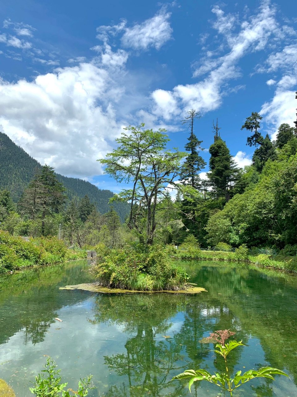 南伊沟|林芝原生态小众景点 走进原始森林 🚗 离林芝机场车程半小时