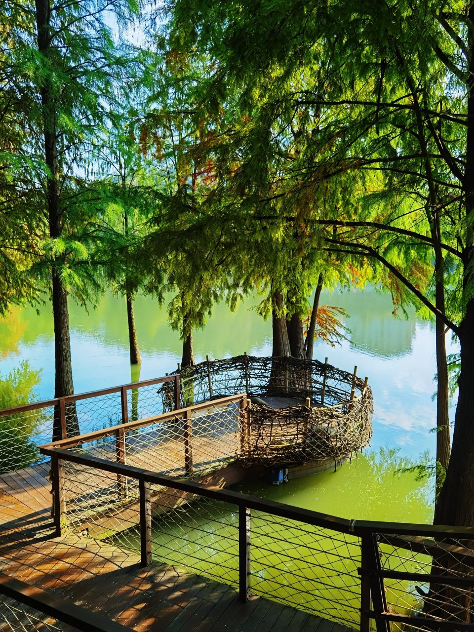 水上森林 临安青山湖水上森林,地铁16号线直达八百里c1口出站,沿大