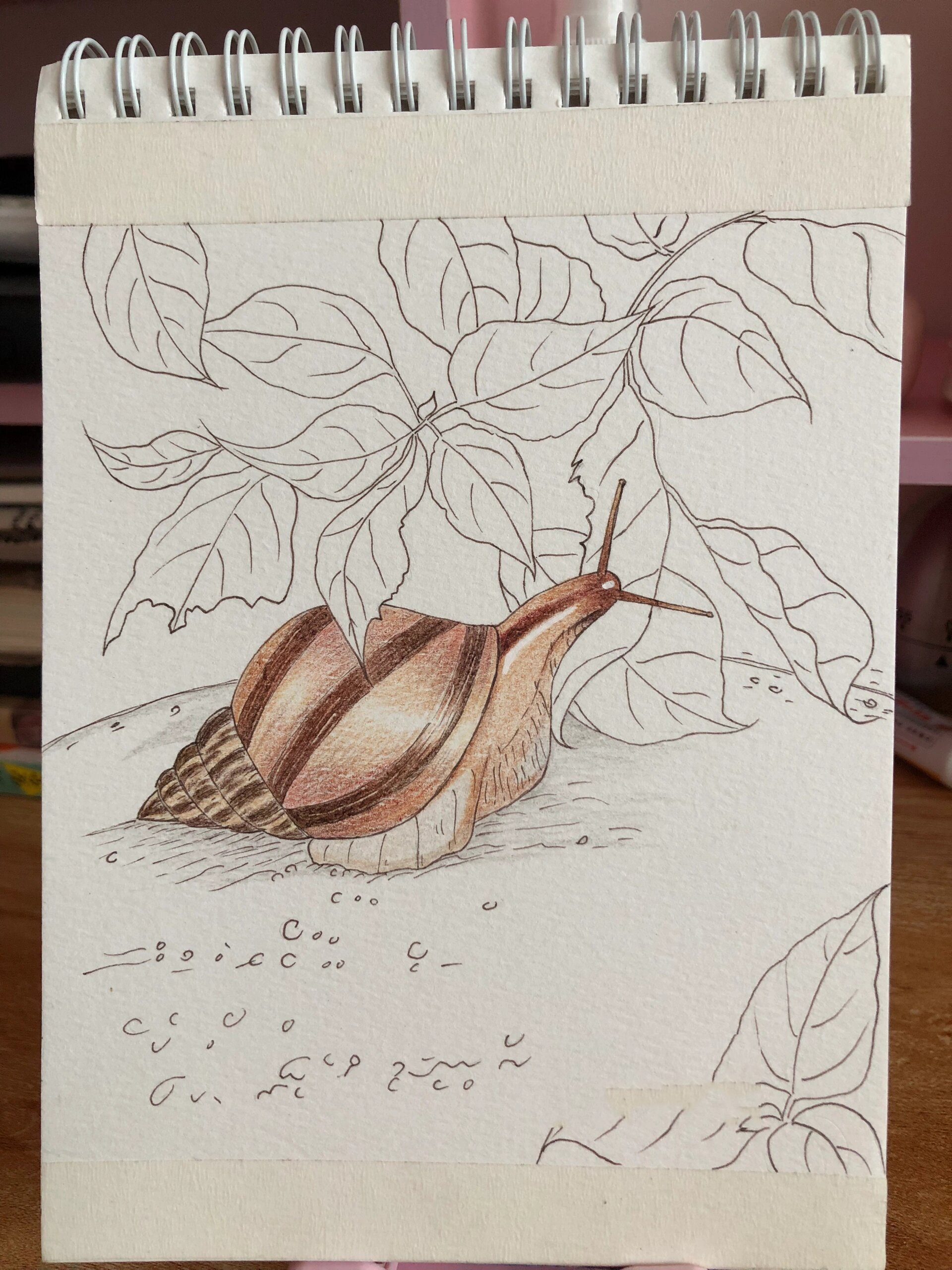 彩铅画|蜗牛🐌(附线稿)