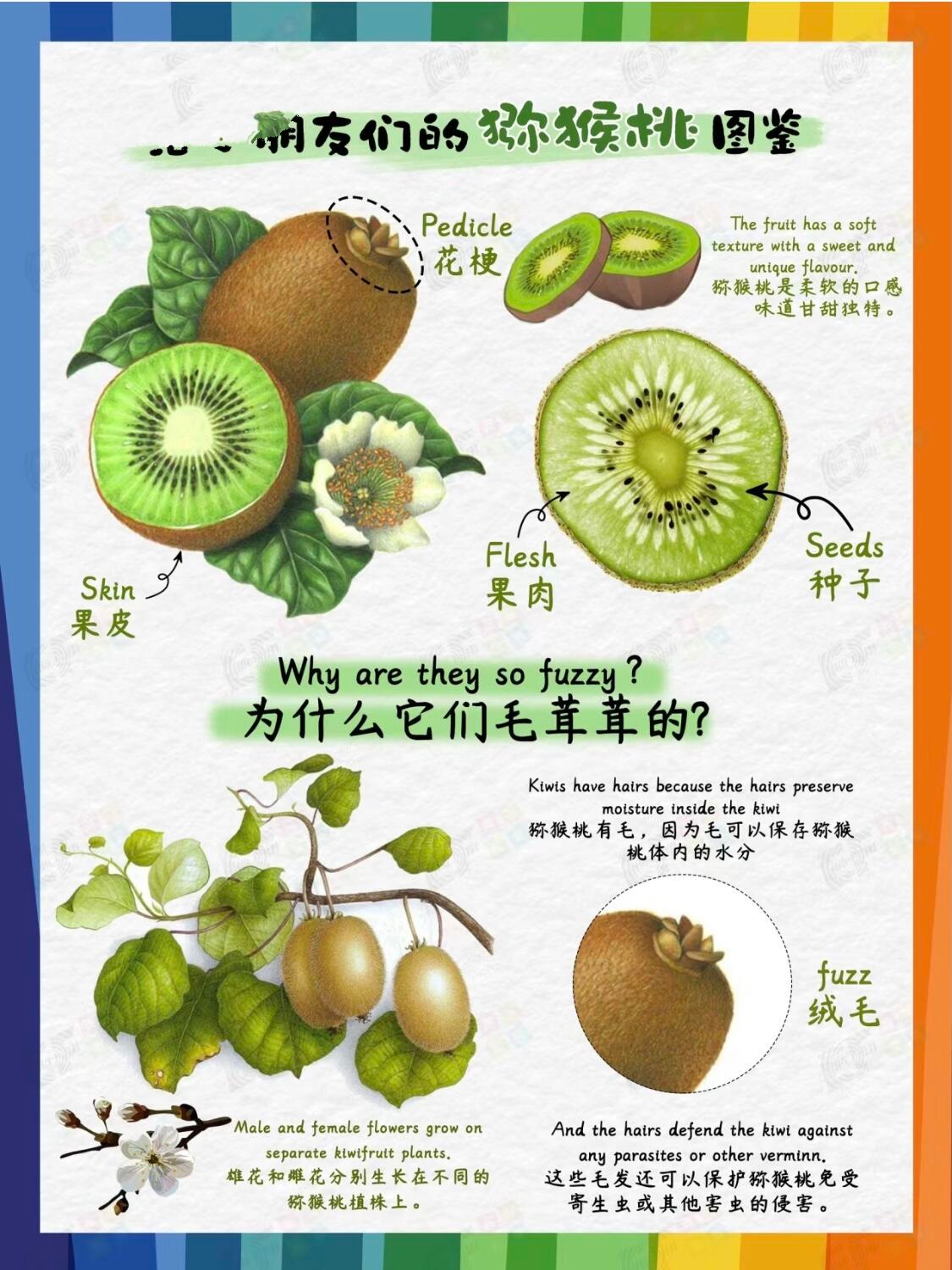 猕猴桃的英语"kiwi"却是和新西兰国鸟"几维鸟"同名~ 并且猕猴桃和奇异