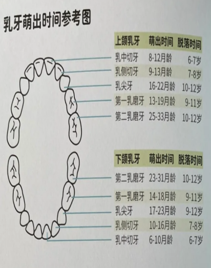 孩子长牙的顺序分乳牙和恒牙两个阶段
