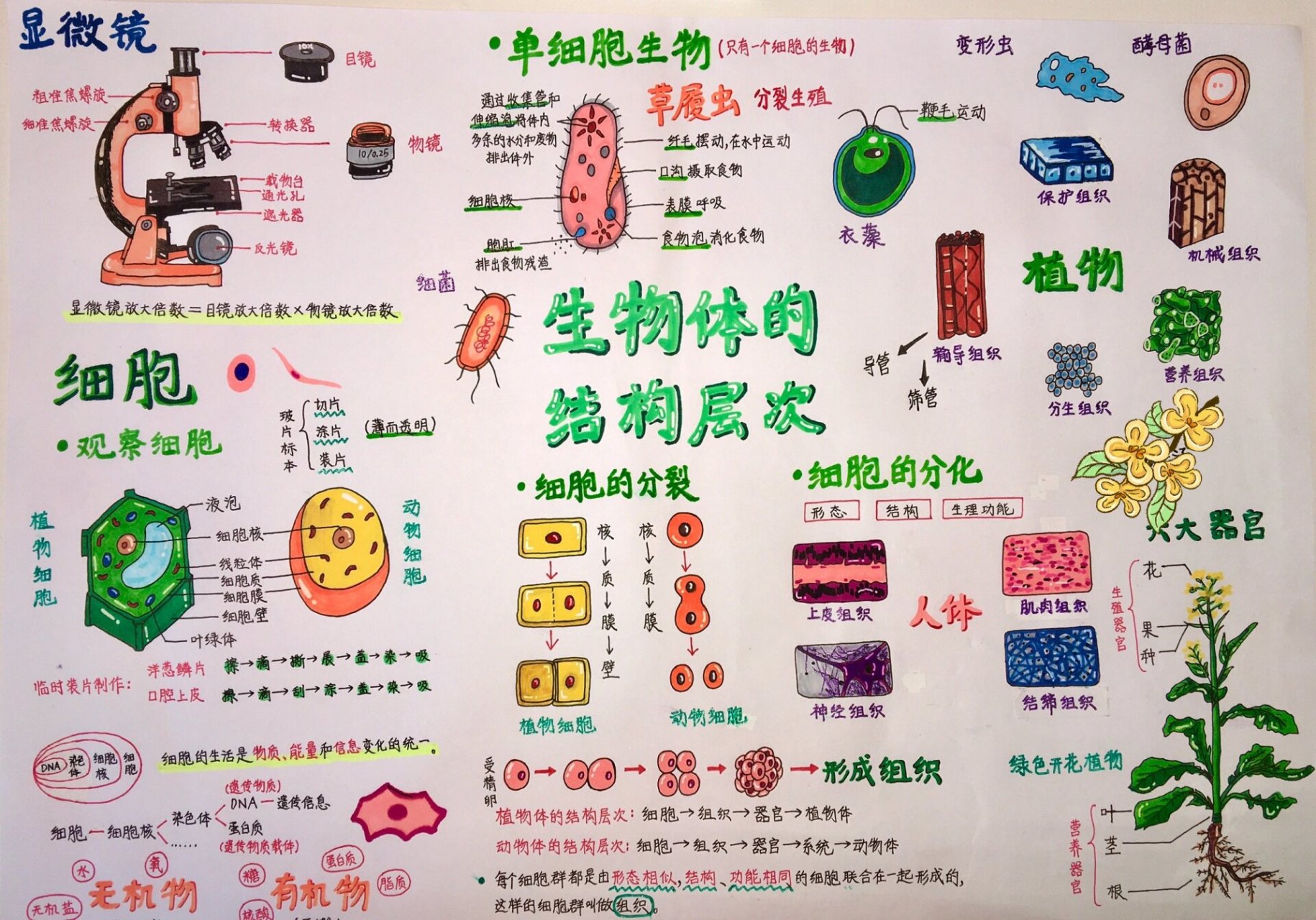 七上生物第二单元手抄报～ 参考来源是 这次是用的a3的纸,天知道我画