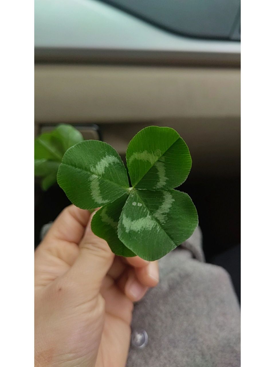 92四叶草代表幸运 在三叶草中寻找四叶草, 我已经驾轻就熟, 每次