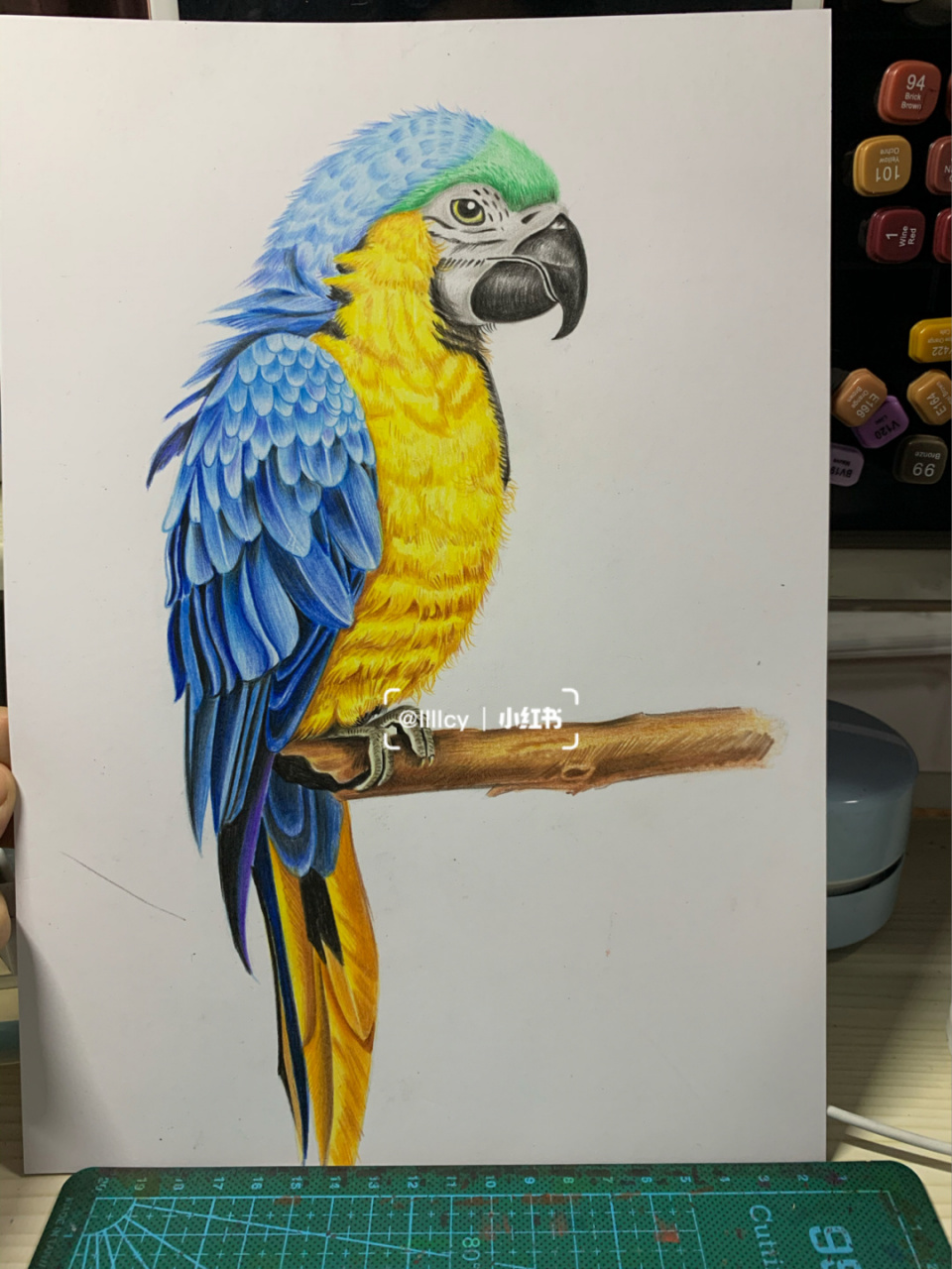 彩铅鹦鹉 #彩铅