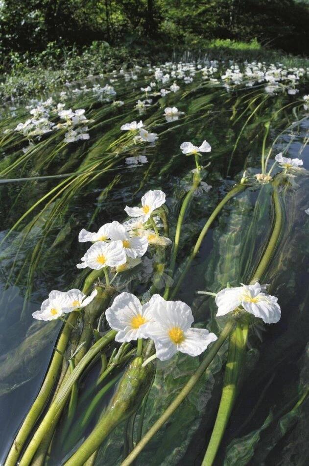 海菜花(拉丁学名:ottelia acuminata (gagnep) dan