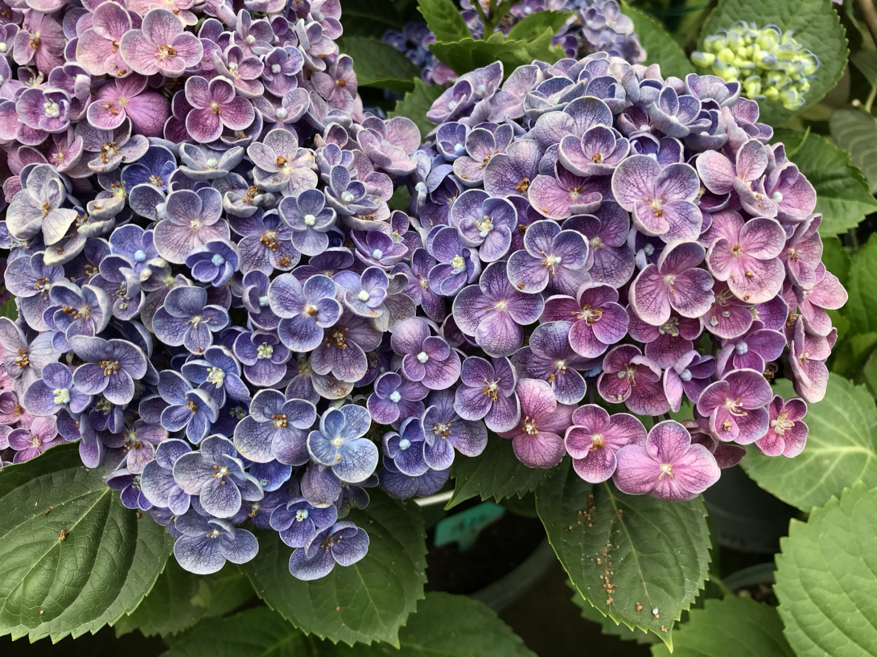 我的绣球系列——爆米花 我的绣球系列——爆米花!