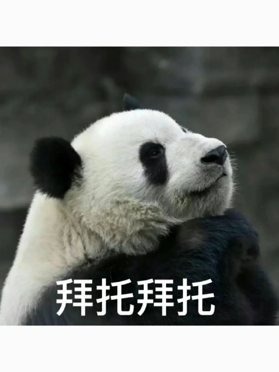 萌兰表情包 简单做了几个表情包～会越狱,会养鸟,会吃手手,萌兰真的太