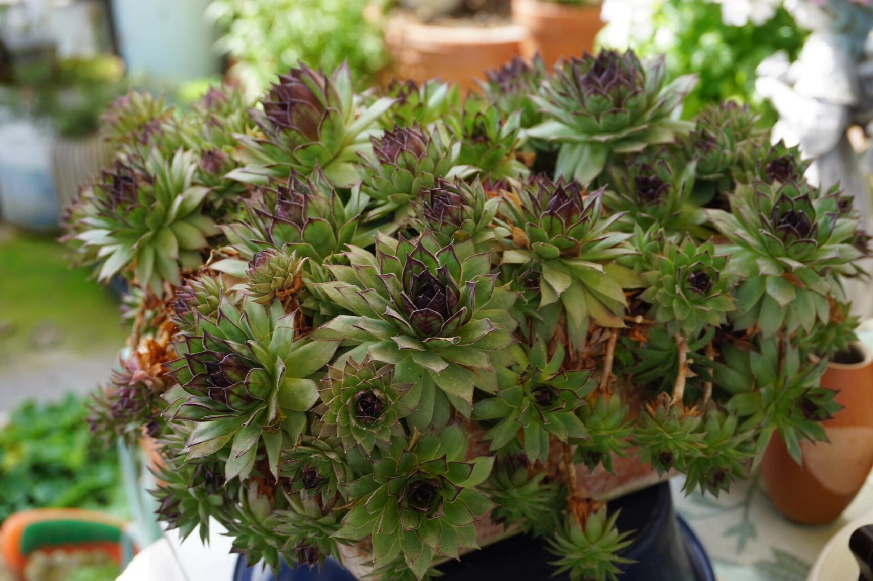 多肉系之观音莲 观音莲是一种优雅可爱的多肉植物, 也叫长生草,群生