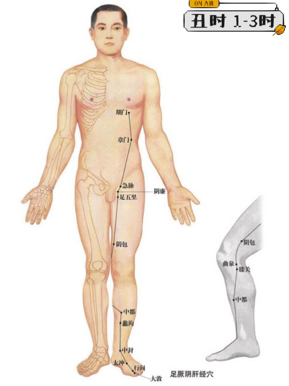 脚上肝经胆经的位置图图片