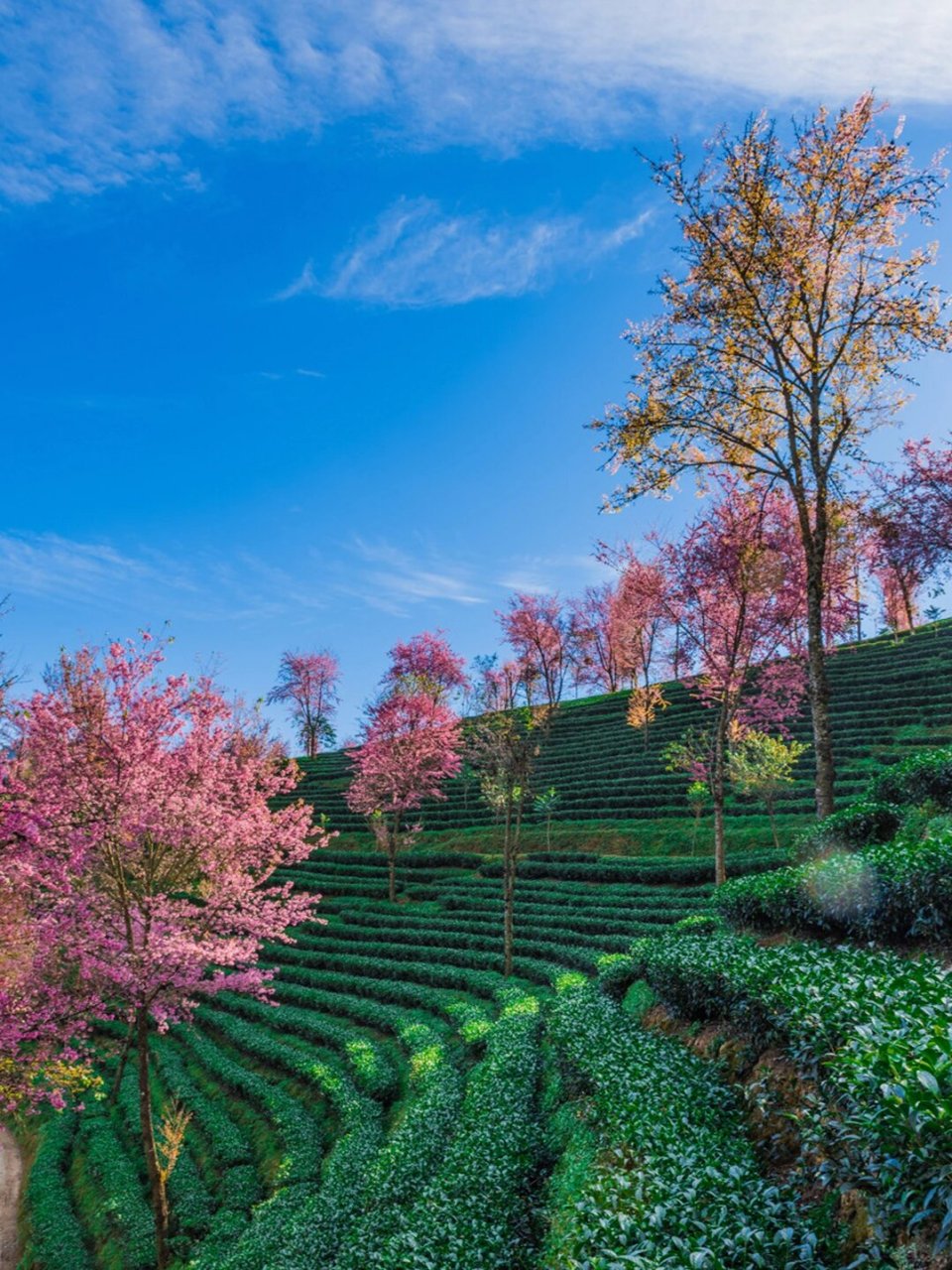 大理无量山樱花谷冬季赏花攻略 每年11月底或12月初,南涧无量山樱花谷