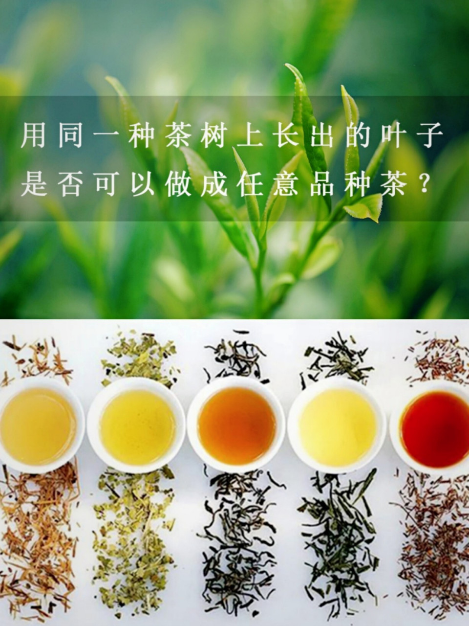 中国六大茶类的分类依据到底是什么7175 喝茶入门